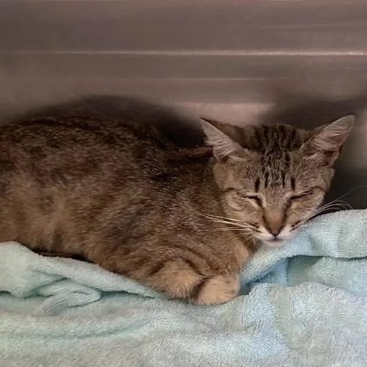 An adult medium-sized female Brown / Chocolate Domestic Short Hair cat named Clarice for adoption in Long Beach, CA