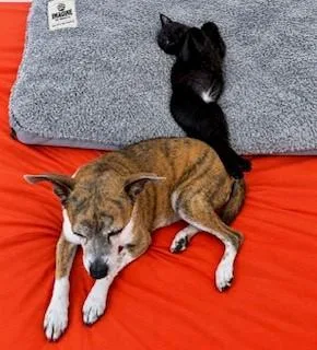 A baby medium-sized female Black American Shorthair cat named Hopscotch for adoption in Houston, TX