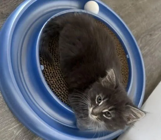 A baby medium-sized male Tabby (Brown / Chocolate) Domestic Short Hair cat named Raisen for adoption in Battle Creek, MI