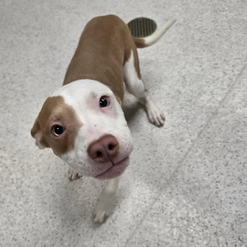 A baby small-sized male Yellow / Tan / Blond / Fawn Mixed Breed dog named Tigger for adoption in Binghamton, NY