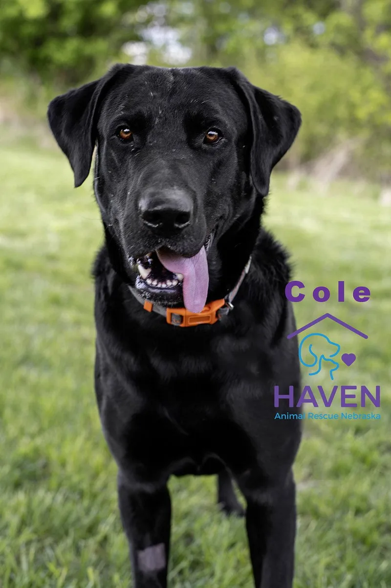 An adult large-sized male Black Labrador Retriever dog named Cole for adoption in Omaha, NE