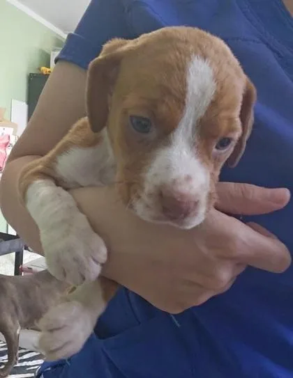 A baby small-sized female Mixed Breed dog named Julia for adoption in Port Saint Joe, FL