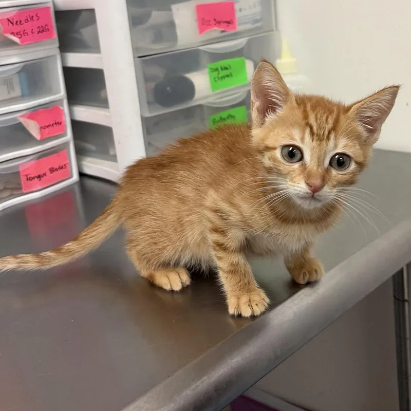 A baby small-sized male Orange / Red Domestic Short Hair cat named Kane for adoption in Edinburg, TX