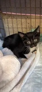A baby small-sized male Domestic Short Hair cat named Ferb for adoption in Honolulu, HI