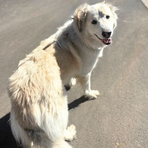 An adult large-sized female Anatolian Shepherd dog named Ophelia for adoption in Aurora, CO