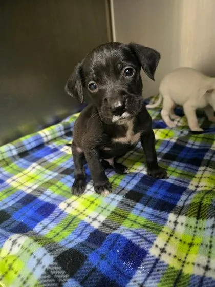 A young medium-sized male Mixed Breed dog named Grey Wind for adoption in Sullivan, IN