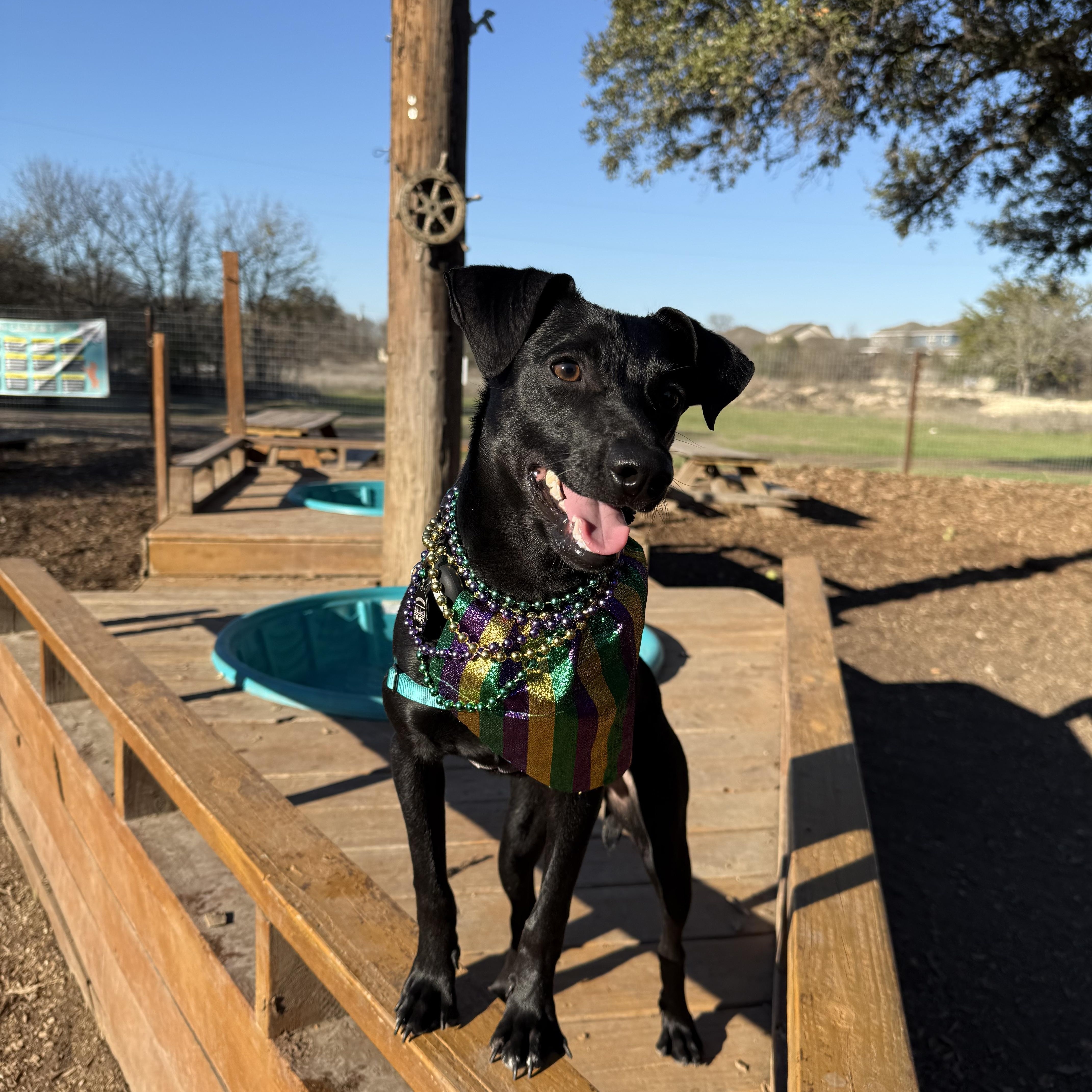 An adult small-sized male Dachshund dog named Gumbo for adoption in Austin, TX