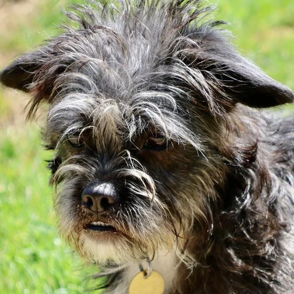 A young small-sized female French Bulldog dog named Barbari for adoption in Dublin, CA