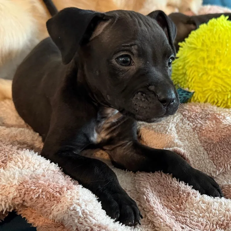 A baby medium-sized female Black Mixed Breed dog named Jesse for adoption in Cincinnati, OH