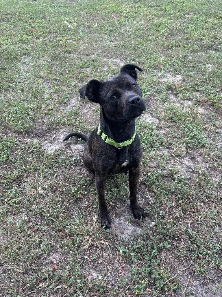 An adult large-sized female Mixed Breed dog named Rue for adoption in Ocala, FL