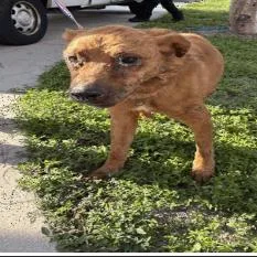 An adult medium-sized male Brown / Chocolate Terrier dog named Darvin for adoption in Tampa, FL
