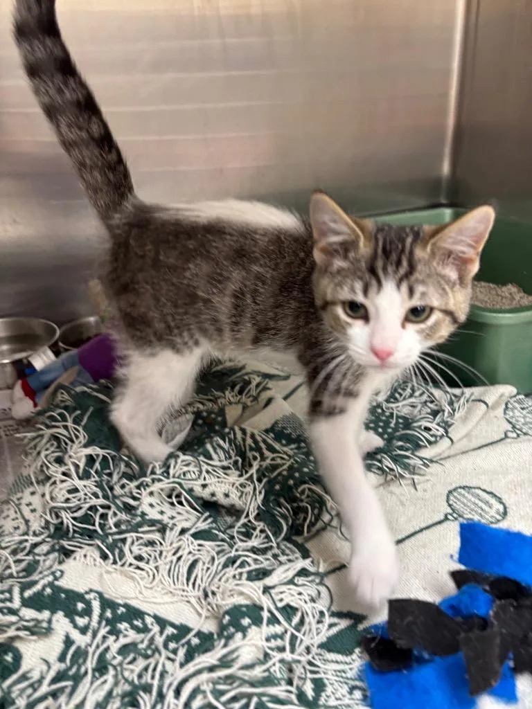 A baby medium-sized male Domestic Short Hair cat named Wheezy for adoption in Findlay, OH