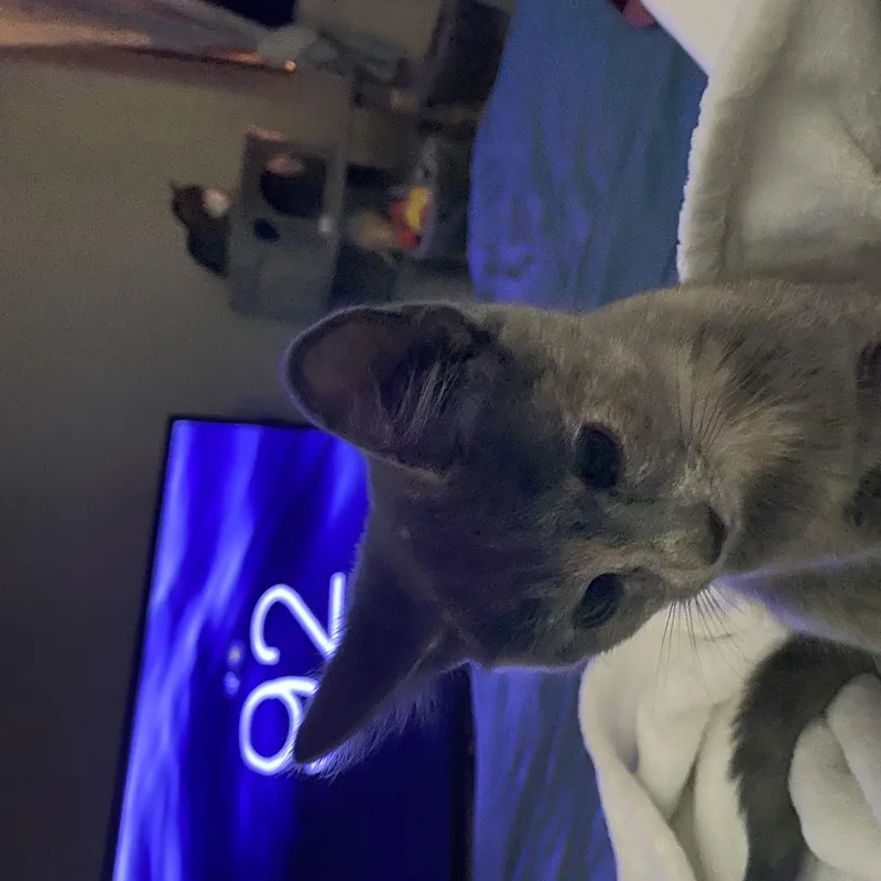 A baby medium-sized female Dilute Tortoiseshell Domestic Medium Hair cat named Magnolia for adoption in Rock Spring, GA
