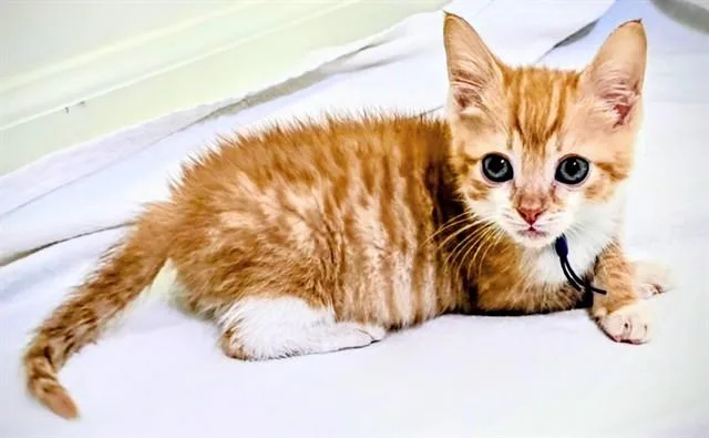 A baby small-sized male Domestic Short Hair cat named Timmy for adoption in Statesville, NC