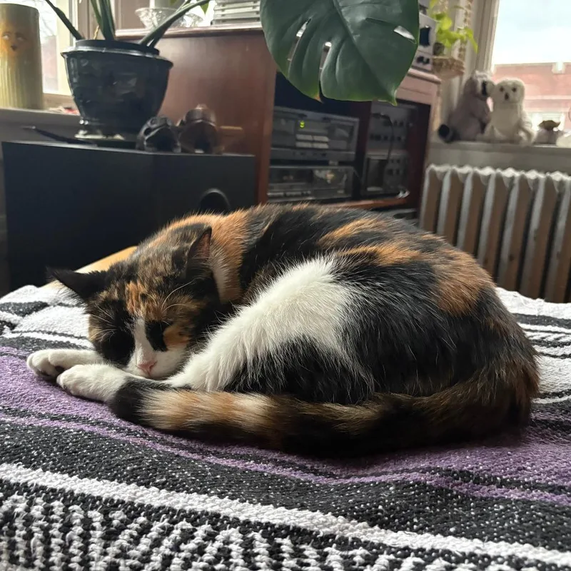 An adult medium-sized female Calico Domestic Short Hair cat named Shenandoah for adoption in Evanston, IL