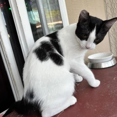 Tilly thumbnail 3
