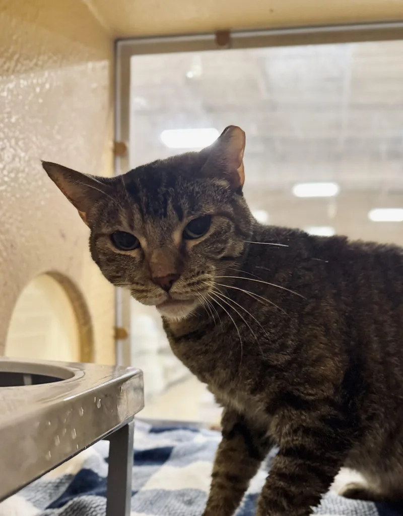 An adult medium-sized female Brown / Chocolate Domestic Short Hair cat named Gloink Queen for adoption in Visalia, CA