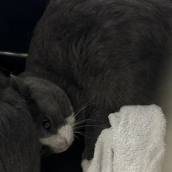 An adult medium-sized male Domestic Short Hair cat named Dewdrop for adoption in Des Moines, IA