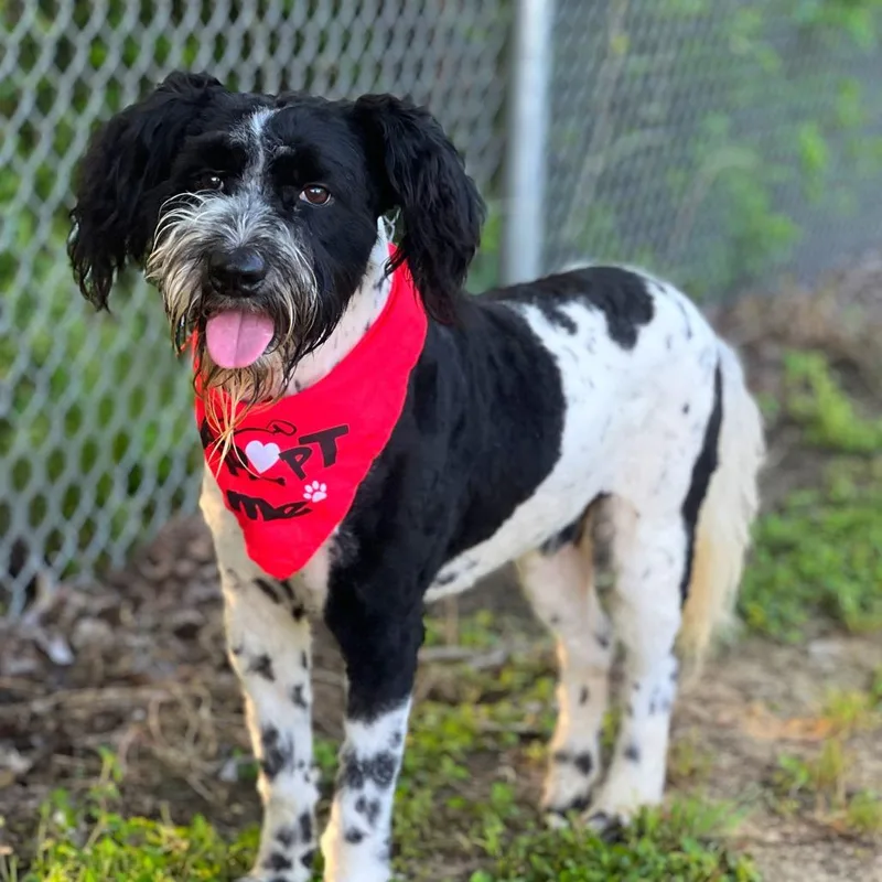 A young medium-sized male Black English Springer Spaniel dog named Darwin for adoption in Madison, WI