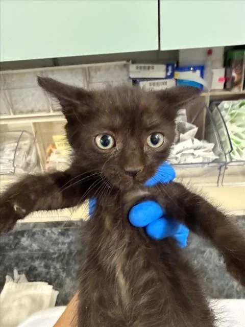 A baby small-sized male Black Domestic Short Hair cat named Zorro for adoption in Woodland, CA
