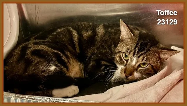 An adult large-sized male Domestic Medium Hair cat named Toffee for adoption in Marietta, GA