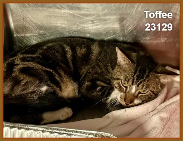 Toffee thumbnail 3