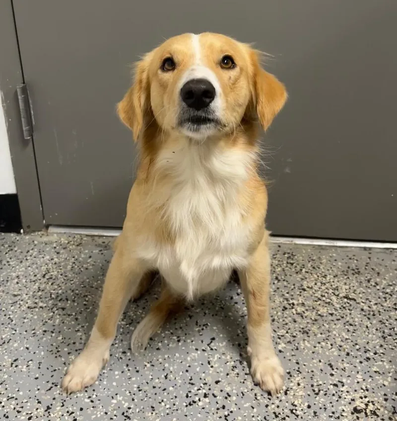 A baby medium-sized male Retriever dog named Moe for adoption in Seven Points, TX