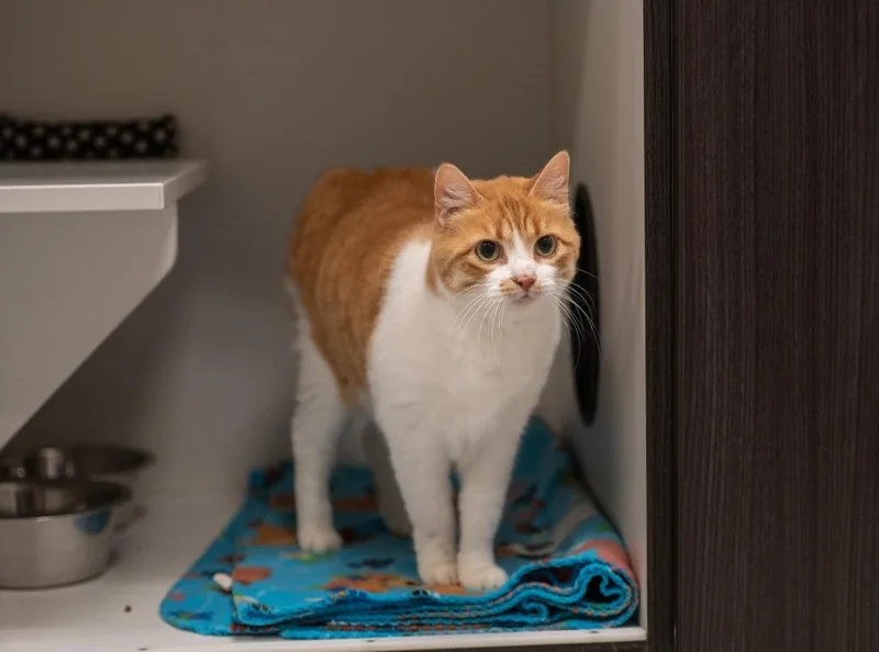 An adult medium-sized female Domestic Short Hair cat named Barb for adoption in Frankfort, KY