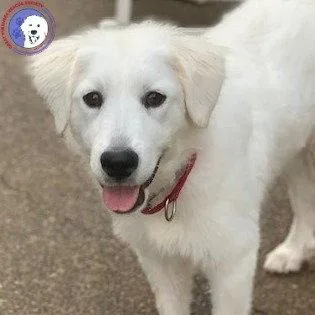 A baby large-sized female White / Cream Great Pyrenees dog named Mina for adoption in Spring, TX