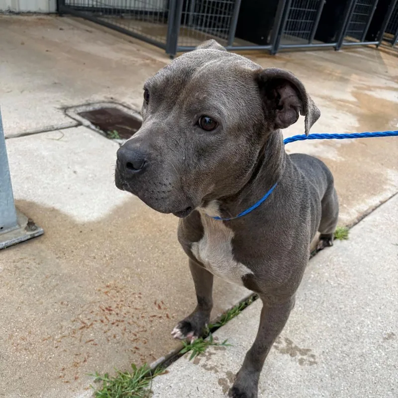 An adult medium-sized female Gray / Blue / Silver Pit Bull Terrier dog named Stormie for adoption in Bryan, TX