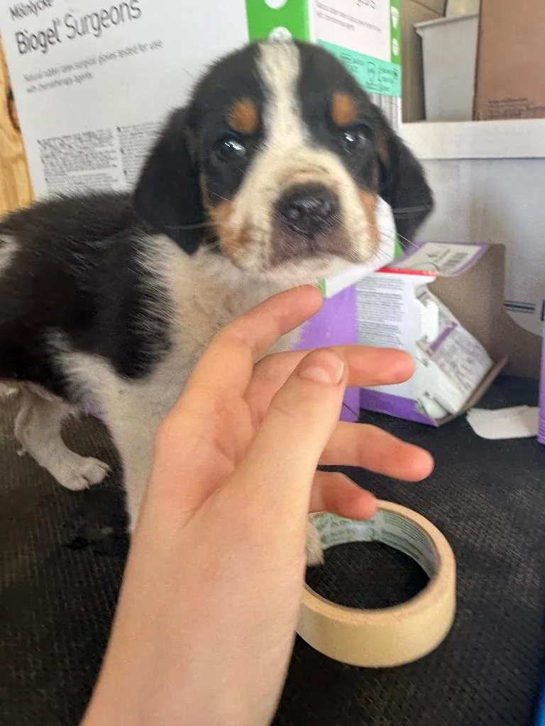 A baby small-sized male Hound dog named Theo for adoption in Douglasville, GA