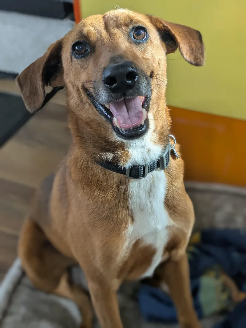 A senior medium-sized male Golden Terrier dog named Henry for adoption in Santa Rosa, CA