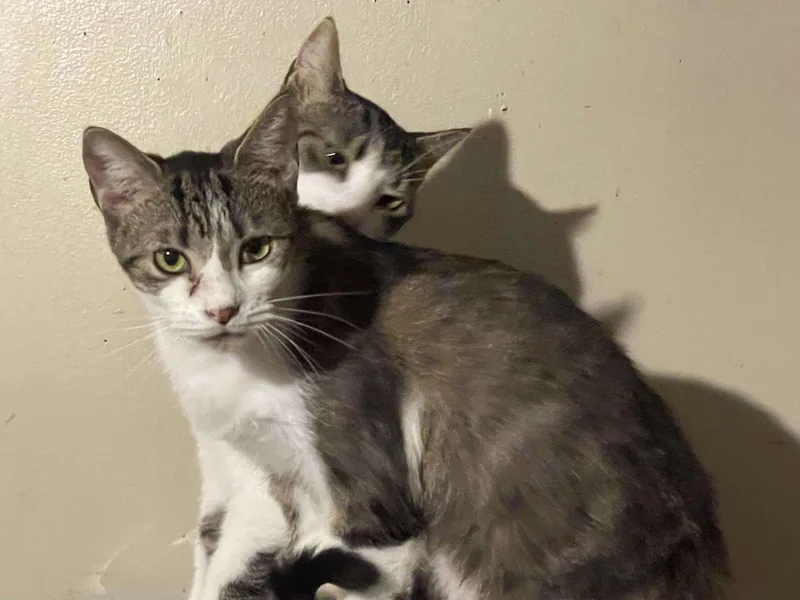 Dayday & Nightnight thumbnail 2