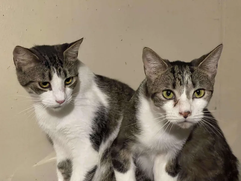 Dayday & Nightnight thumbnail 3