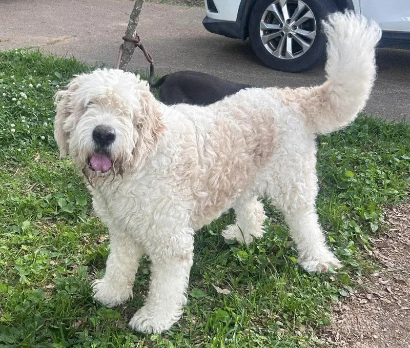 Tobie Mgo In Ms thumbnail 3