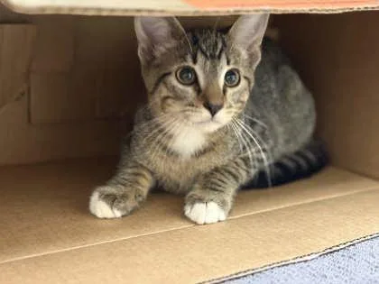 A baby small-sized male Domestic Short Hair cat named Pretzel for adoption in Memphis, TN