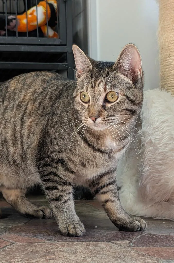 A young medium-sized female Domestic Short Hair cat named Paris for adoption in Shelton, WA