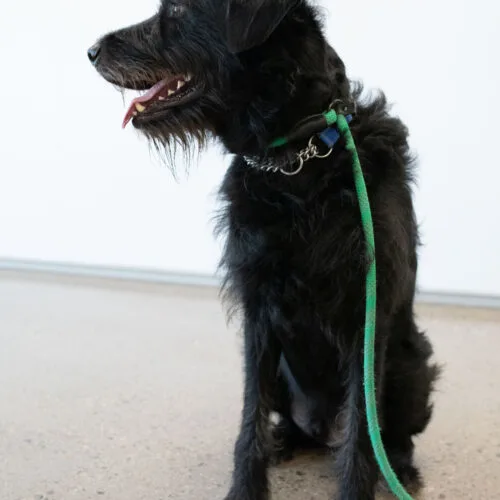 An adult medium-sized male Black Labradoodle dog named Graham for adoption in Phoenix, AZ
