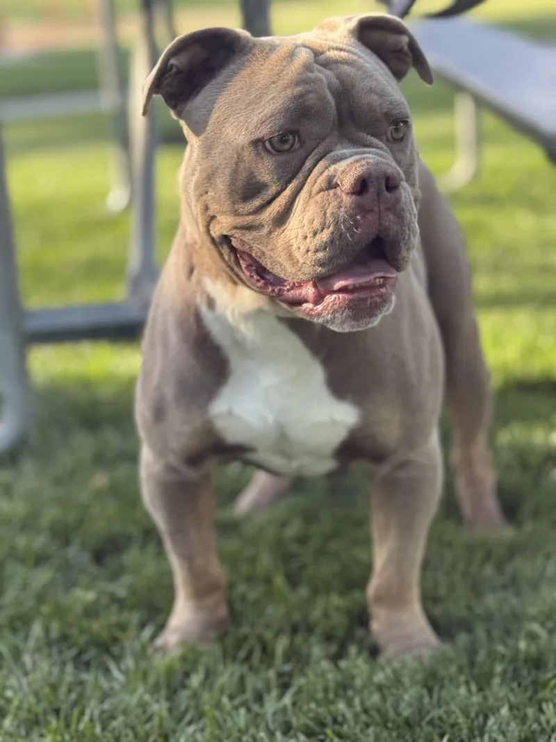 A young large-sized male American Staffordshire Terrier dog named Tater for adoption in Twin Falls, ID