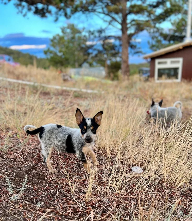 A baby medium-sized male Australian Cattle Dog / Blue Heeler dog named Bandit for adoption in Lafayette, CO
