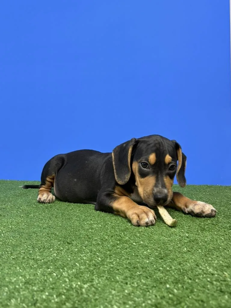 A baby small-sized male Tricolor (Brown, Black, & White) Chihuahua dog named Jake Peralta for adoption in Alvin, TX