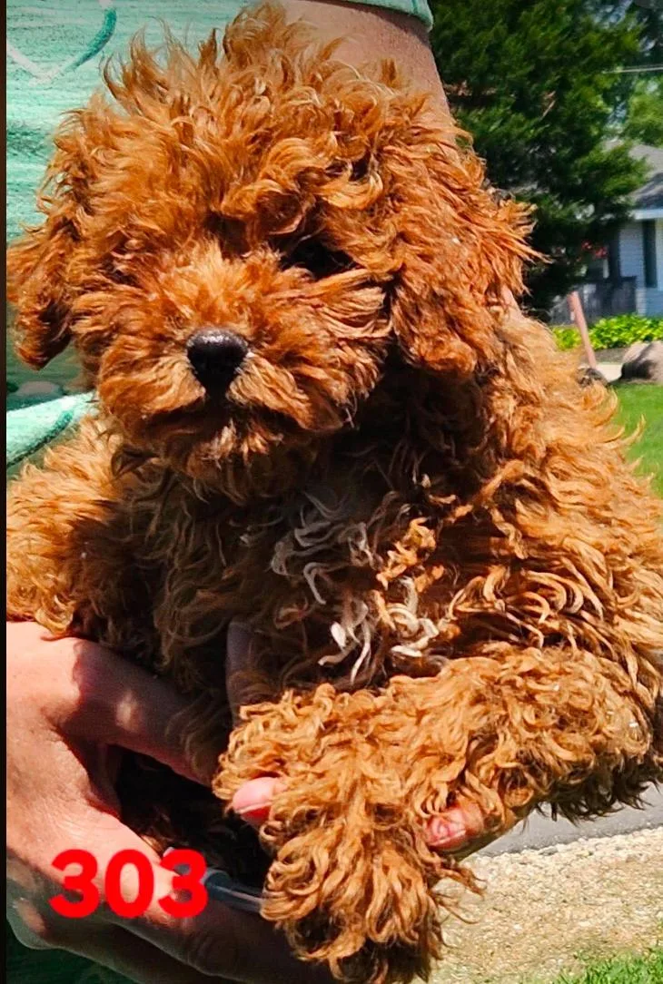 A baby small-sized female Apricot / Beige Miniature Poodle dog named #303 for adoption in Twin lakes, WI