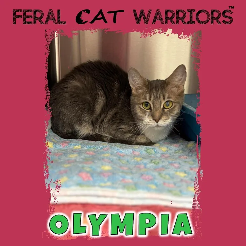 An adult medium-sized female Gray / Blue / Silver Domestic Short Hair cat named Olympiaamires for adoption in Kingman, AZ