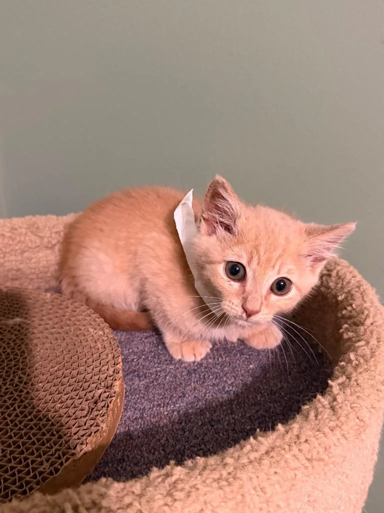 A baby small-sized male Domestic Short Hair cat named Reacher for adoption in Newnan, GA