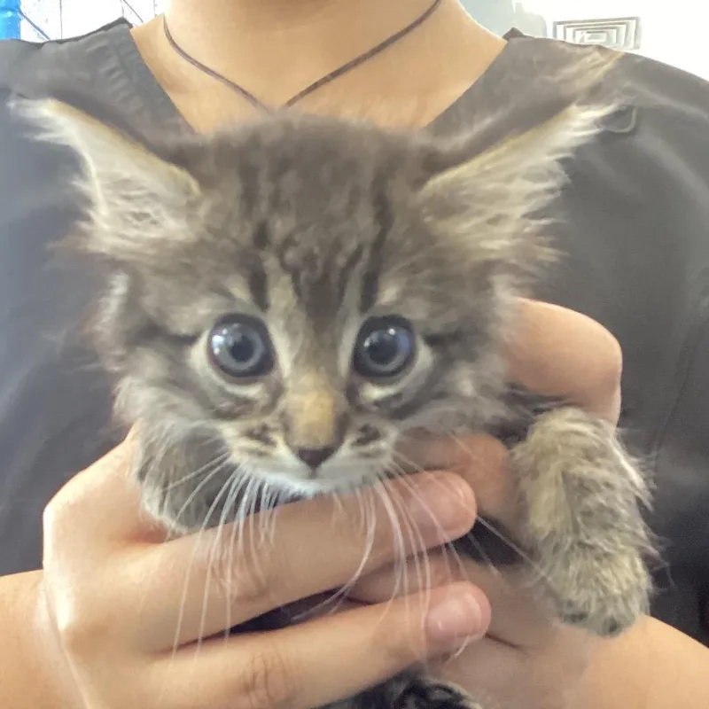 A baby small-sized female Black Domestic Medium Hair cat named Sushi for adoption in Montgomery, AL