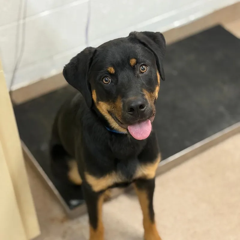 An adult medium-sized male Black Rottweiler dog named Tater Tot for adoption in Ardmore, OK