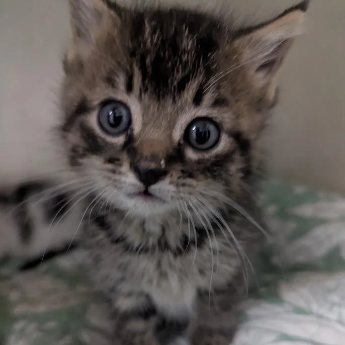 A baby medium-sized male Domestic Short Hair cat named Tonka for adoption in Blue Earth, MN