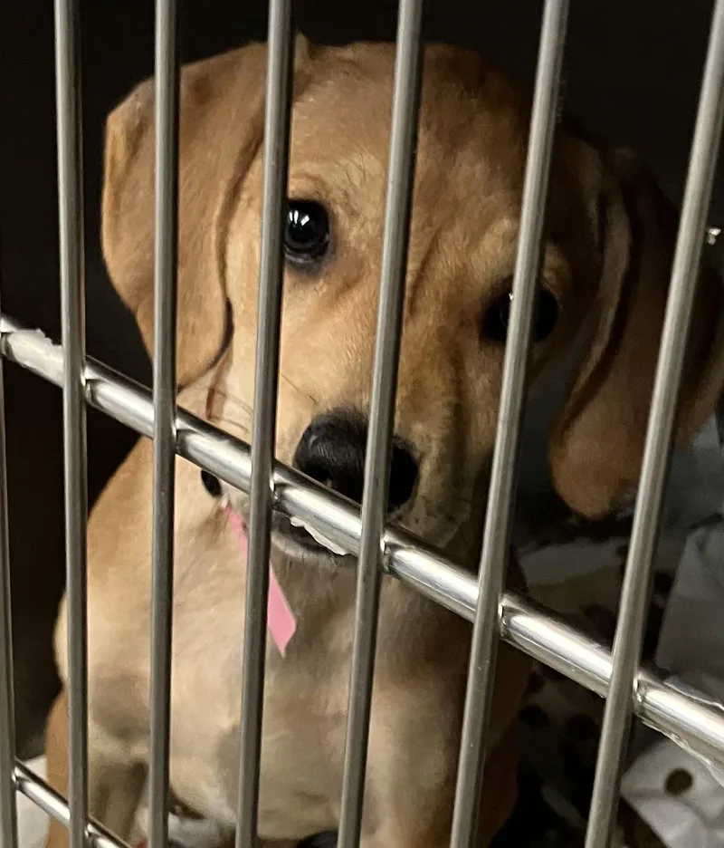 A baby medium-sized female Yellow / Tan / Blond / Fawn Shepherd dog named Sofie for adoption in Parma, OH