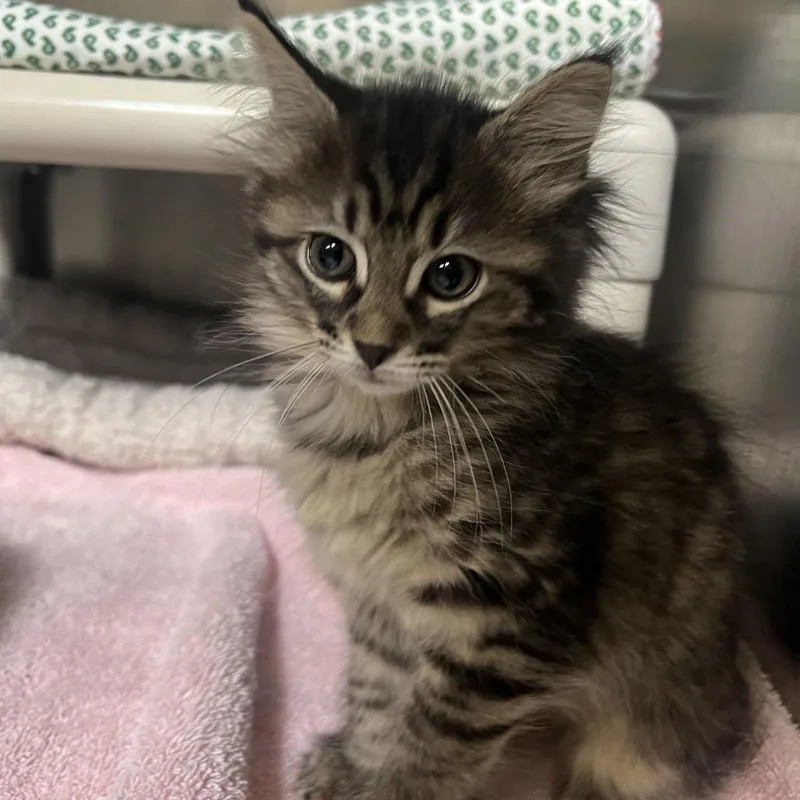 A baby small-sized female Brown / Chocolate Domestic Short Hair cat named Strawberry for adoption in Mentor, OH