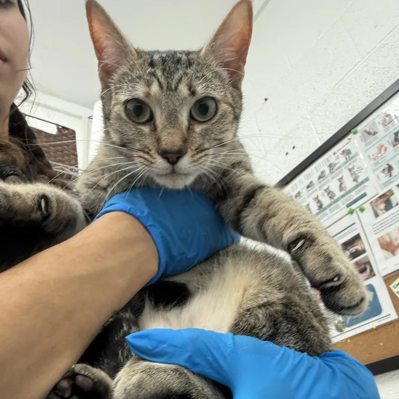 An adult medium-sized female Gray / Blue / Silver Domestic Short Hair cat named Roxy for adoption in Edinburg, TX